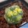 Coryphantha elephantidens f. variegata