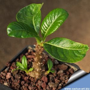 Pachypodium baronii v. windsorii
