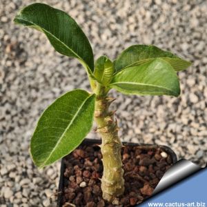 Pachypodium baronii v. windsorii