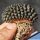 Gymnocalycium mihanovichii f. inermis cristata BROWN FORM (Ex Thayland)