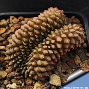 Gymnocalycium mihanovichii f. inermis cristata BROWN FORM (Ex Thayland)