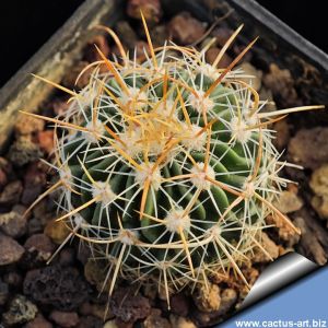 Echinofossulocactus albatus (spinosus) GM1365 Jesus Maria, 1990 m, San Louis Potos, Mexico