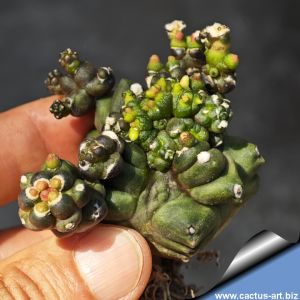 Gymnocalycium mihanovichii cv. TRANSFORMER