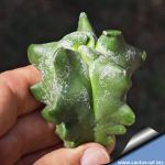 Astrophytum myriostigma cv. KIKKO EXTREME