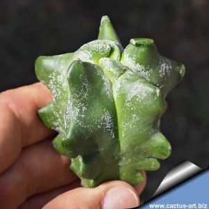 Astrophytum myriostigma cv. KIKKO EXTREME
