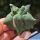 Astrophytum myriostigma cv. KIKKO EXTREME