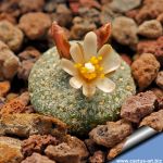 Blossfeldia sp. (seedling 1.2-1.6 cm)