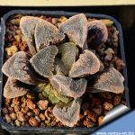 Haworthia cv. CRYSTAL SUGAR