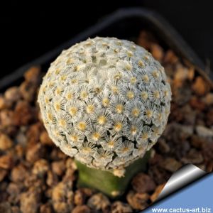 Mammillaria breviplumosa GCG12500 Mapimi, Durango, Mexico (grafted)