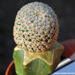 Mammillaria breviplumosa GCG12500 Mapimi, Durango, Mexico (grafted)