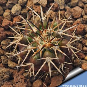 Discocactus placentiformis aff. var. pulvinicapitatus f. nova, RNK107 Curimataí, Minas Geráis, Brasil