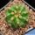 Discocactus placentiformis aff. var. pulvinicapitatus f. nova, RNK107 Curimataí, Minas Geráis, Brasil