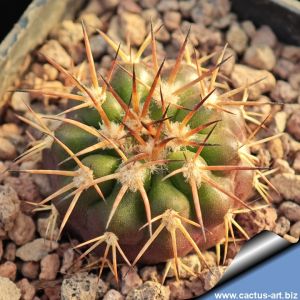 Discocactus placentiformis aff. var. pulvinicapitatus f. nova, RNK107 Curimataí, Minas Geráis, Brasil