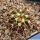 Discocactus placentiformis aff. var. pulvinicapitatus f. nova, RNK107 Curimataí, Minas Geráis, Brasil