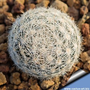 Mammillaria lasiacantha MN704 Brewster Co, Texas, USA