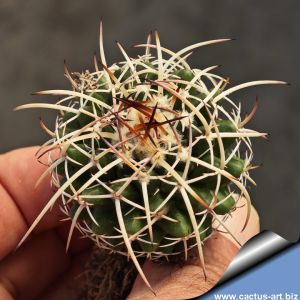 Mammillaria karwinskiana v. nejapensis Mitla, Oaxaca, Mexico