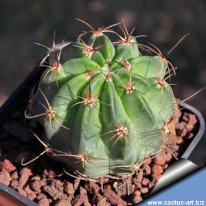 Lobivia jajoiana v. glauca TB1122.1 North-West of Purmamarca, Argentina