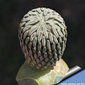Pelecyphora aselliformis (GRAFTED)