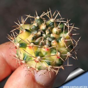 Gymnocalycium mihanovichii cv. SWEET DUMP LING