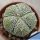 Astrophytum hybrid SK-ONZ F1(SUPERKABUTO x ONZUKA)