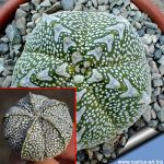 Astrophytum hybrid SK-ONZ F1(SUPERKABUTO x ONZUKA)