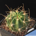 Lobivia ferox LM67.01 South of Yuquina, Chuquisaca, Bolivia.