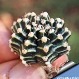 Gymnocalycium mihanovichii cv. TINKERBELLL