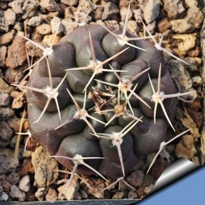 Gymnocalycium prochazkianum ssp. simile VG538 Los Algarrobos, Cordoba, Argentina, 686m