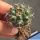 Gymnocalycium prochazkianum ssp. simile VG538 Los Algarrobos, Cordoba, Argentina, 686m