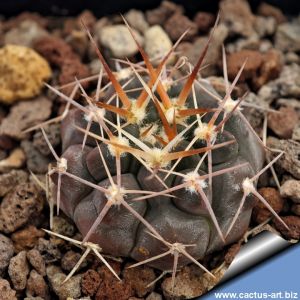 Gymnocalycium prochazkianum v. simile VG538 Los Algarrobos, Cordoba, Argentina, 686m
