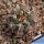 Gymnocalycium prochazkianum ssp. simile VG538 Los Algarrobos, Cordoba, Argentina, 686m