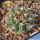 Gymnocalycium prochazkianum v. simile VG538 Los Algarrobos, Cordoba, Argentina, 686m
