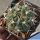 Gymnocalycium prochazkianum ssp. simile VG538 Los Algarrobos, Cordoba, Argentina, 686m