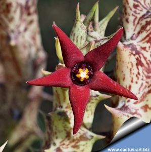 Orbea wismannii hybrid cv. NEW BABY