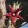 Orbea wismannii hybrid cv. NEW BABY