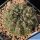 Gymnocalycium erolesii VOS83 North-East of Vera, Santa Fe, Argentina. 64m