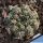 Gymnocalycium erolesii VOS83 North-East of Vera, Santa Fe, Argentina. 64m