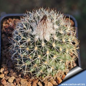 Gymnocactus beguinii SS195c Ascension, Nuevo Leon, Mexico