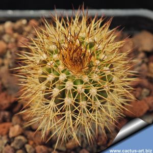 Uebelmannia pectinifera v. flavispina RNK5 3km NW of Sopa, 1250m, Minas Gerais, Brazil