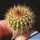 Uebelmannia pectinifera v. flavispina RNK5 3km NW of Sopa, 1250m, Minas Gerais, Brazil