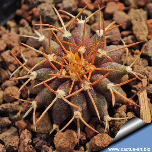 Uebelmannia buiningii RNK55 (GREEN) Tromba d´Anta, Minas Gerais, Brazil