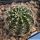 Lobivia haematantha v. rebutioides MN44 Volcan, Jujuy, Argentina, 2100-2240m