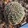 Lobivia haematantha v. rebutioides MN44 Volcan, Jujuy, Argentina, 2100-2240m