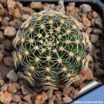 Lobivia haematantha v. rebutioides MN44 Volcan, Jujuy, Argentina, 2100-2240m