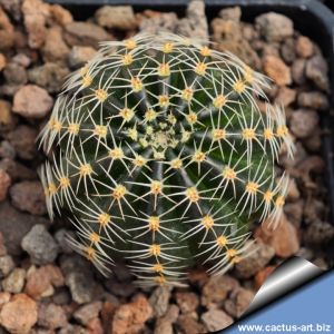 Lobivia haematantha v. rebutioides MN44 Volcan, Jujuy, Argentina, 2100-2240m