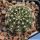 Lobivia haematantha v. rebutioides MN44 Volcan, Jujuy, Argentina, 2100-2240m