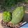 Trichocereus santiaguensis cv. GREEN PEPPERONI CACTUS