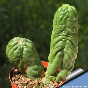 Trichocereus santiaguensis cv. GREEN PEPPERONI CACTUS