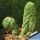 Trichocereus santiaguensis cv. GREEN PEPPERONI CACTUS