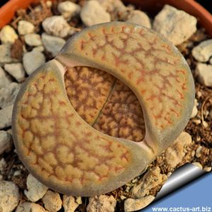 Lithops hookeri v. marginata C035 TL, 25km South-East of Hopetown, Cape Province